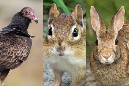 Wildlife Lessons From My Porches
